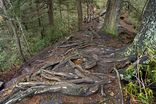 istock Rocks, Roots & Erosion at The Chimneys 91361246