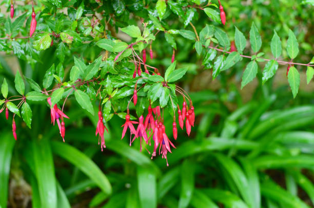 istock Red flowers Fuchsia on thin branches. 913612788