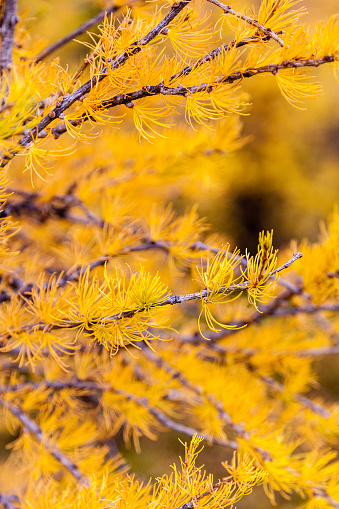 Árbol de alerce dorado en el Parque nacional Banff photo