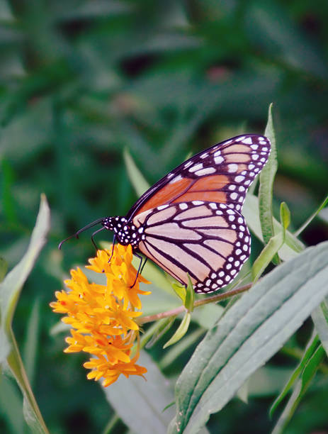 istock Monarch Butterfly on Flower 91361358