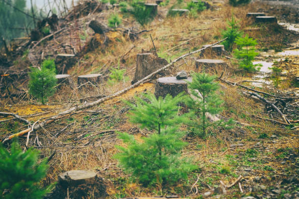 Clear Cut Logging Area with Replanted Tree Seedlings stock photo