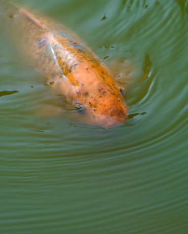Close up of golden koi carp emerging from their habitat to feed.
