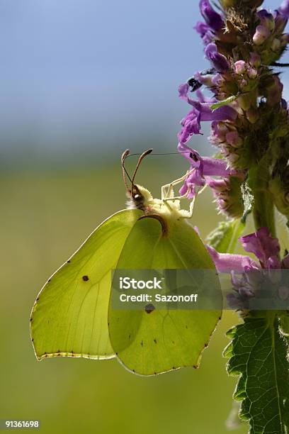 Foto de Gonepteryx Rhamni e mais fotos de stock de Acender - Acender, Amarelo, Asa animal