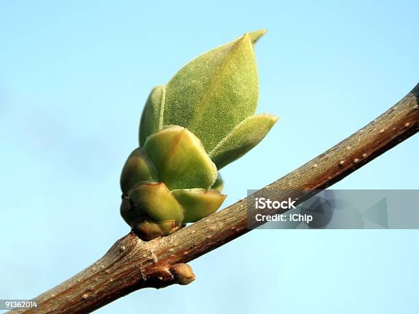 Foto de Jovem Gustativas De Lilás 2 e mais fotos de stock de Arbusto - Arbusto, Azul, Beleza natural - Natureza