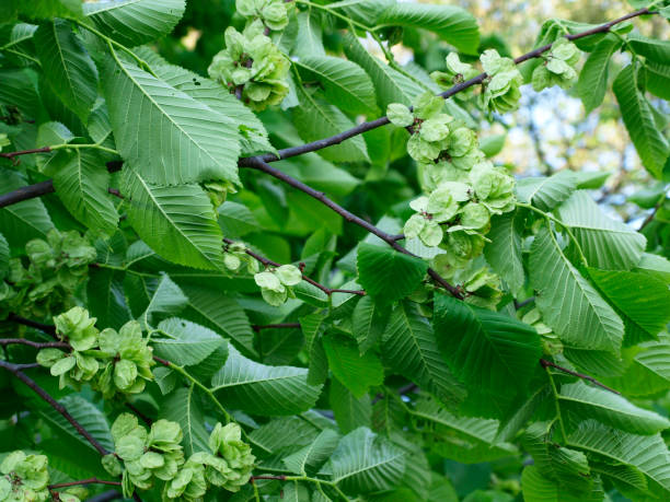 Elm or ulmus pumila tree green foliage Elm or ulmus pumila tree green foliage wych elm stock pictures, royalty-free photos & images