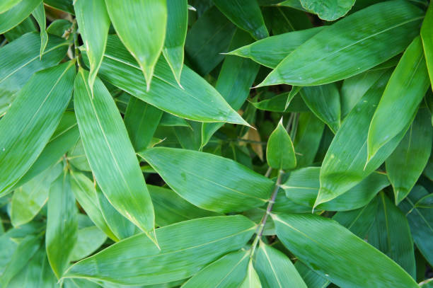 istock Sasa kurilensis bamboo green plant abstract 913622802