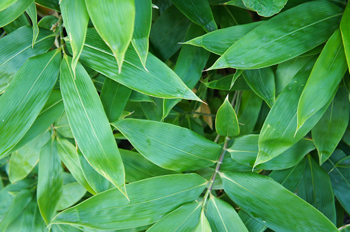 Sasa kurilensis bamboo green plant abstract