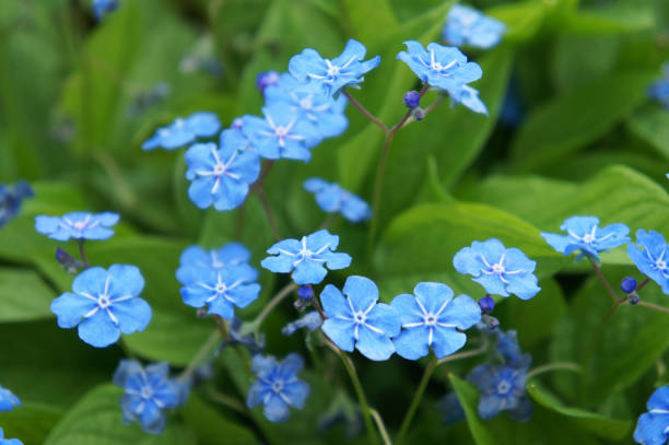 istock Navelwort or omphalodes linifolia blue flowers with green 913622952