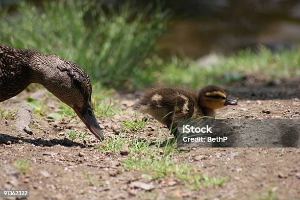 Duckling 彼の母親 - ふわふわのストックフォトや画像を多数ご用意 - ふわふわ, カラー画像, ガーガー鳴く