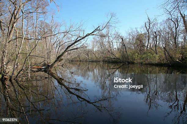 Palude - Fotografie stock e altre immagini di Acqua - Acqua, Alabama, Albero