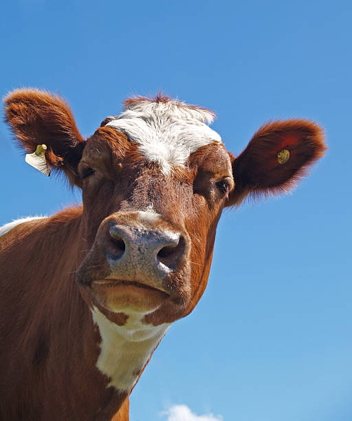 Close-up portrait of Ayrshire cow with blue sky background An Ayrshire cow looking down at the camera        ayrshire cattle photos stock pictures, royalty-free photos & images