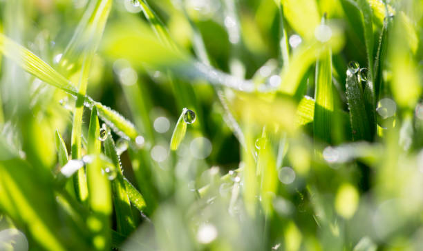istock drops of dew on the green grass 913625868
