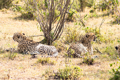 cheetah lying in the shade of a bush in the savannah of the Mara Park in Kenya