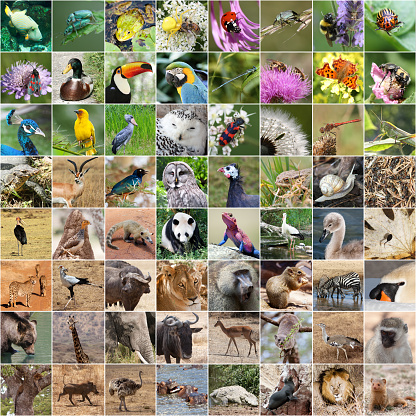 Wildlife collage with many endangered species,