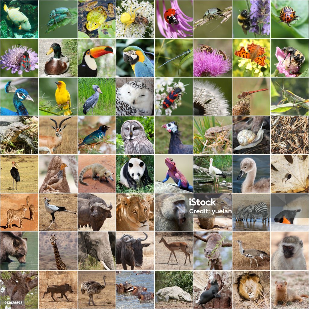 Wildlife collage Wildlife collage with many endangered species, Animal Stock Photo