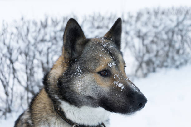 istock Husky to good winter weather for a walk 913626826