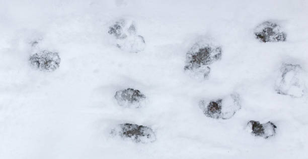 istock Dog footprints in the snow 913626964