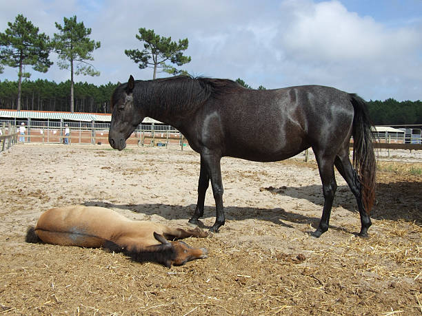 istock Female Horse 91362711