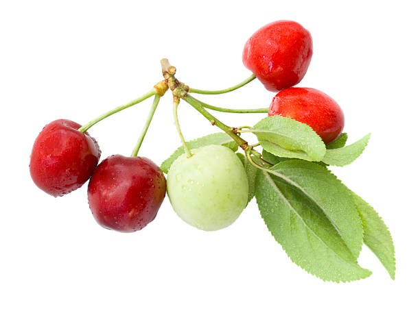 istock Green plum and red sweet cherry 91362884