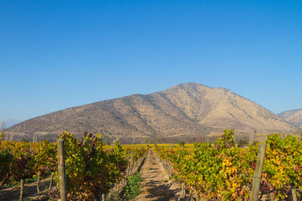 cortile del cile centrale in un pomeriggio al tramonto con le montagne di los andes sul retro. - napa valley vineyard grape food foto e immagini stock