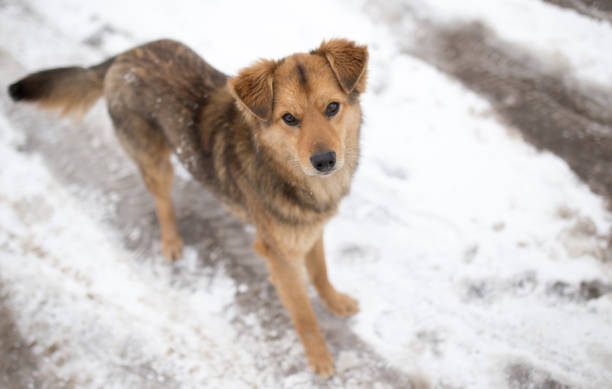 istock dog portrait outdoors in winter 913629930