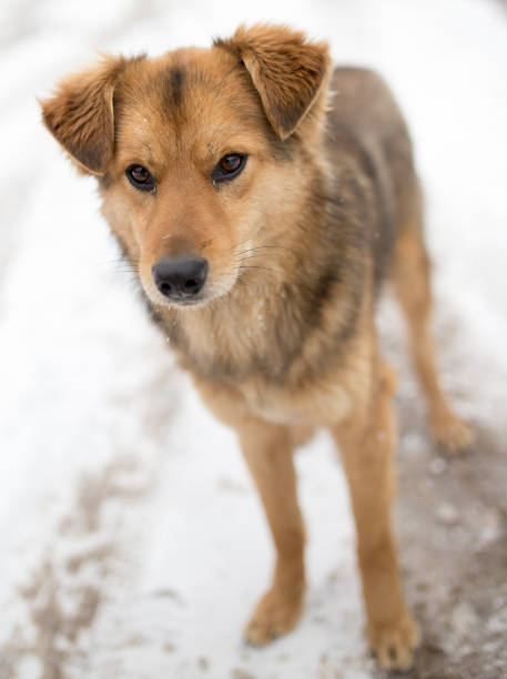 istock dog portrait outdoors in winter 913630006