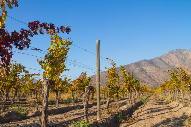 istock Central Chile wineyard in a sunset afternoon with Los Andes mountains on back. 913630008