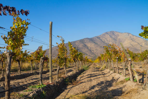 istock Central Chile wineyard in a sunset afternoon with Los Andes mountains on back. 913630012