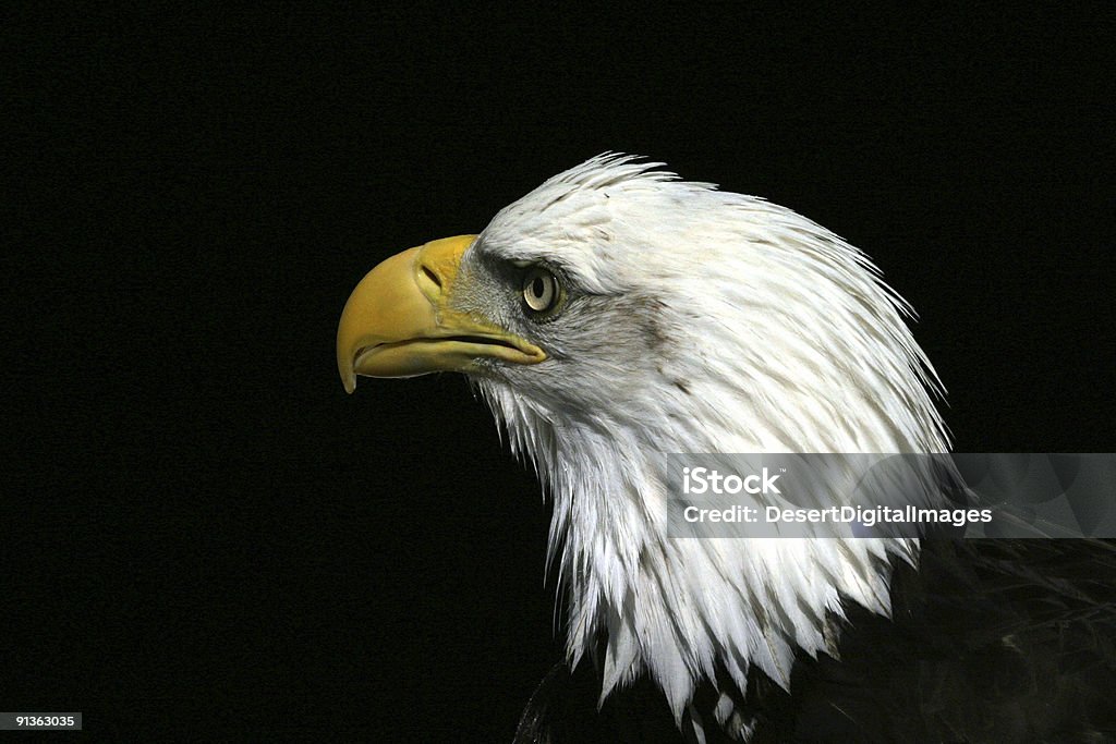 Weißkopfseeadler Eagle - Lizenzfrei Amtssiegel des US-Präsidenten Stock-Foto