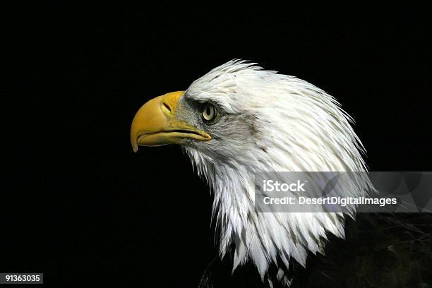 Weißkopfseeadler Eagle Stockfoto und mehr Bilder von Amtssiegel des US-Präsidenten - Amtssiegel des US-Präsidenten, Adler, Begriffssymbol
