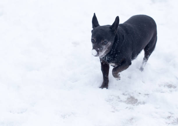 istock dog running outdoors in winter 913630404