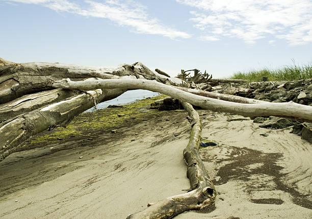 Strand-Driftwood – Foto