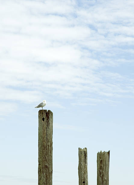 Gaivota - fotografia de stock