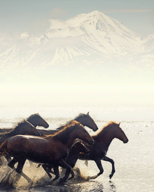 Herd of Wild Horses Running in Water