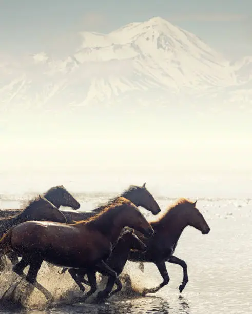 Photo of Herd of Wild Horses Running in Water