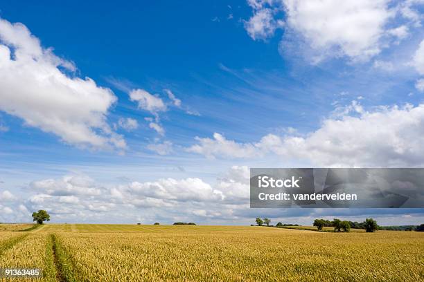 Campo Di Grano Con Le Cotswolds - Fotografie stock e altre immagini di Ambientazione esterna - Ambientazione esterna, Campo, Cereale