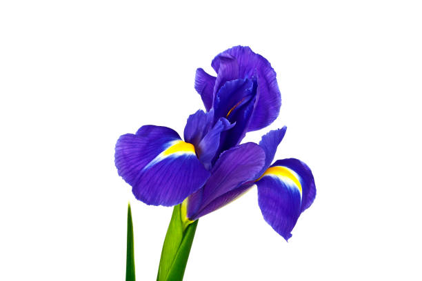istock Blue iris or blueflag flower isolated on white background 913635000