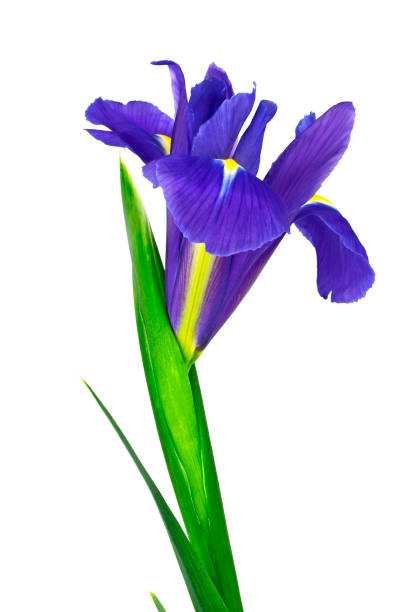 istock Blue iris flower isolated on white background 913635060