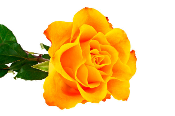istock Orange rose isolated on a white background 913635076