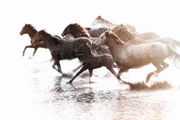 manada de cavalos selvagens correndo na água - running horses - fotografias e filmes do acervo