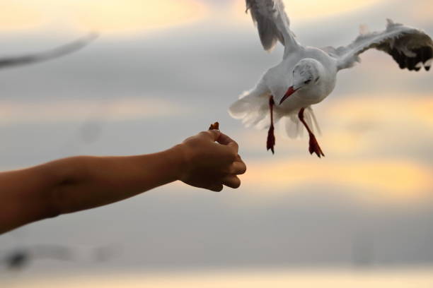 Seagulls looking food from human's hand with sunset sky background. Selective focus and shallow depth of field.