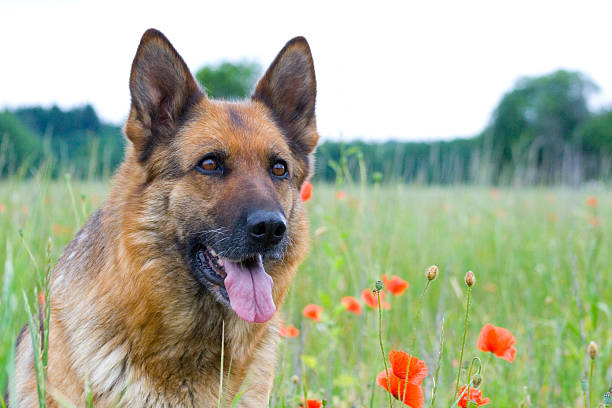 istock Germany sheepdog portrait 91363797