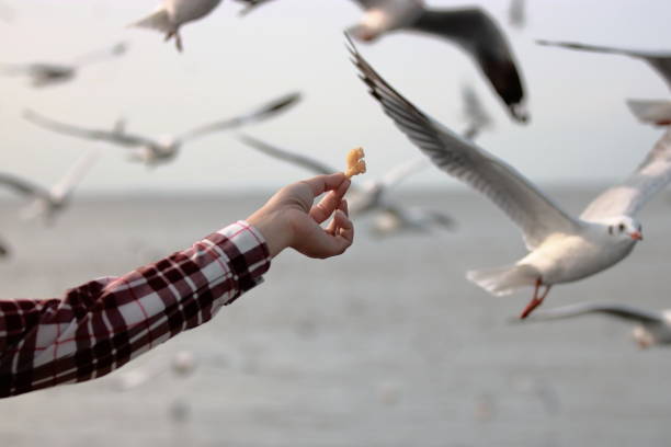 istock Human's hand feeding seagulls on the seaside background. 913638272