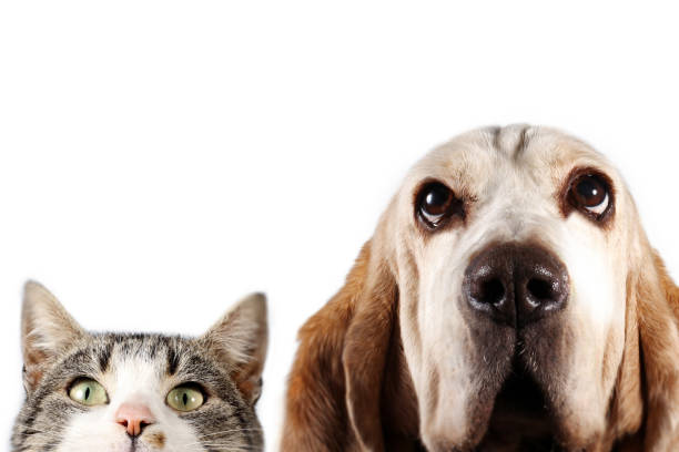 istock Dog and kitten on white background 913638460