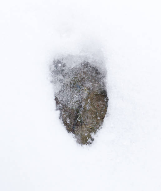 istock Dog footprints in the snow on the nature 913638728