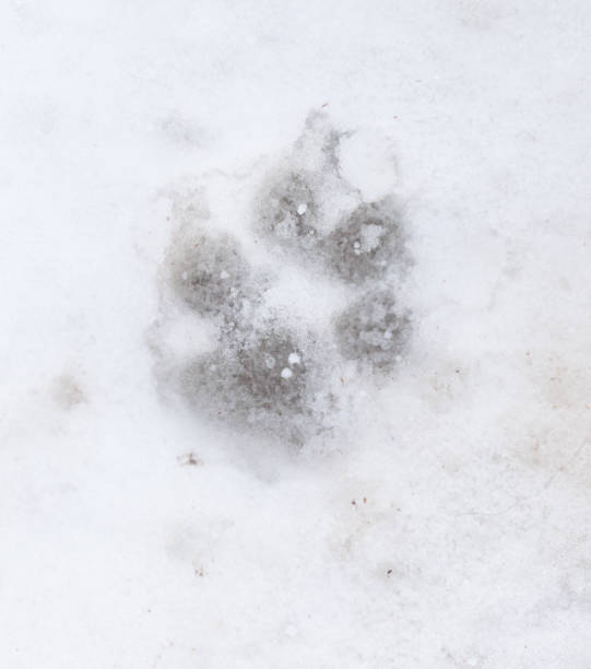 istock Dog footprints in the snow on the nature 913638916