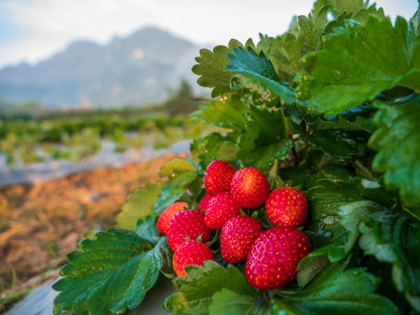 신선한 딸기 과일 딸기 필드에서 딸기 식물에 - strawberry plant bush cultivated 뉴스 사진 이미지