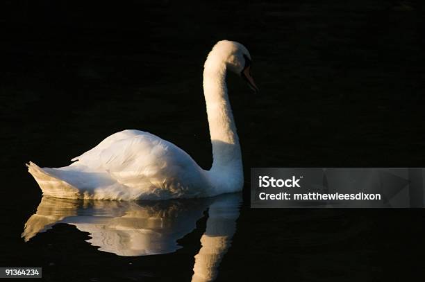 Majestatyczny Łabędź - zdjęcia stockowe i więcej obrazów Dzikie zwierzęta - Dzikie zwierzęta, Dziób - Pysk, Fotografika