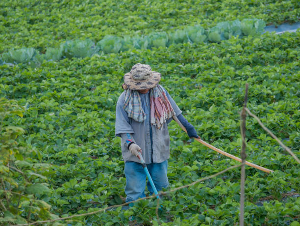 istock Workers working in strawberry field at Chieng Rai Thailand 913642512