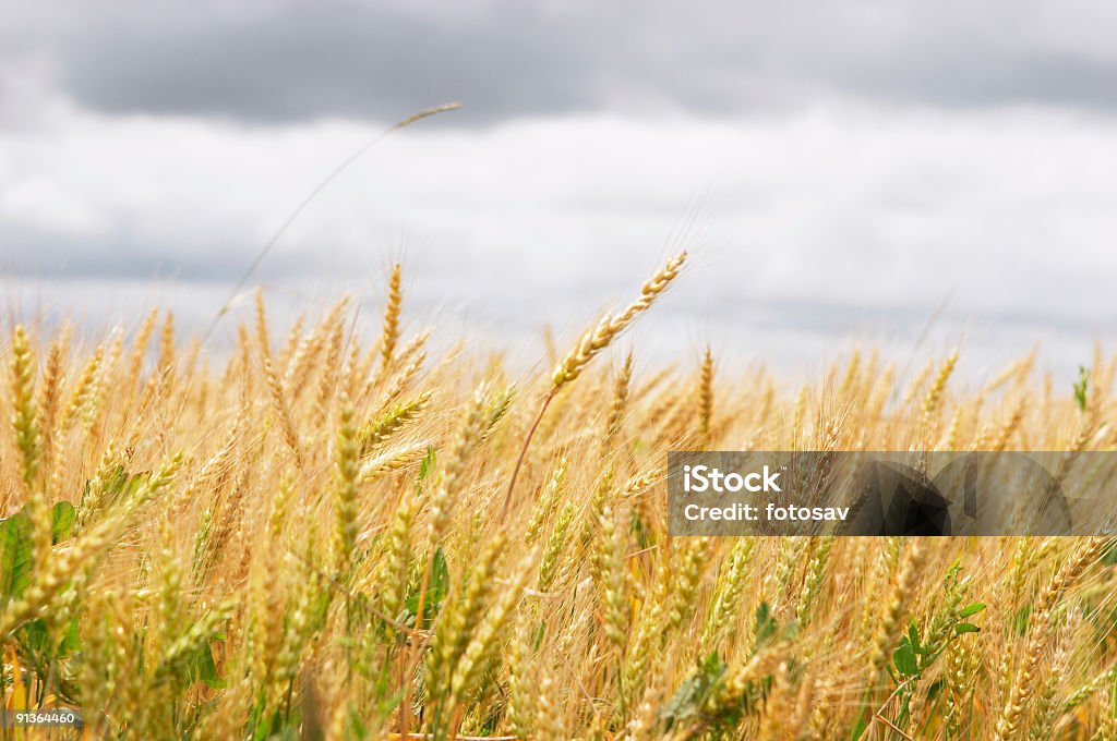 Grano sullo sfondo - Foto stock royalty-free di Ambientazione esterna